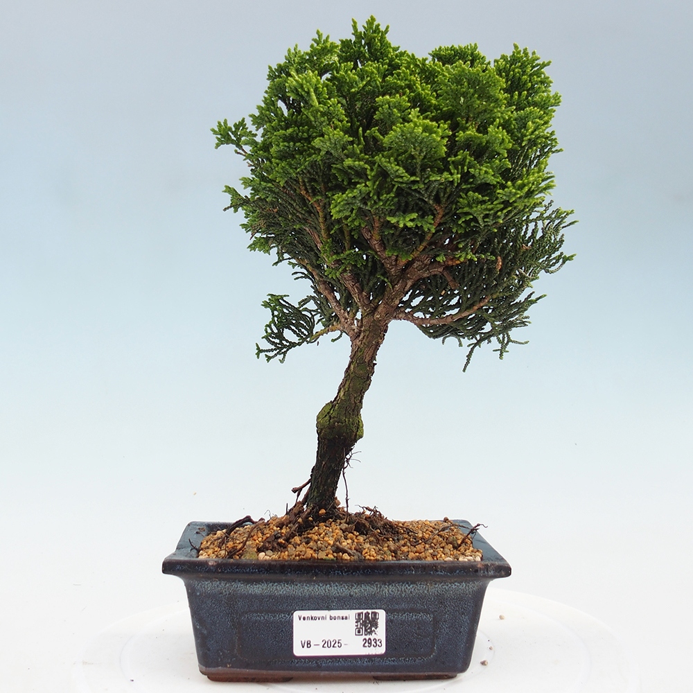 Venkovní bonsai - Cham.pis obtusa Nana Gracilis - Cypřišek
