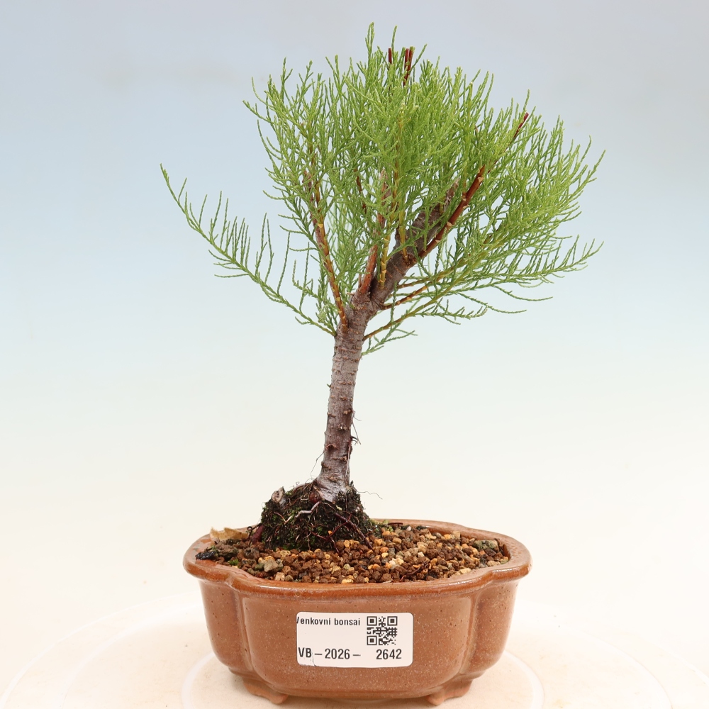 Venkovní bonsai - Tamaryšek - Tamarix