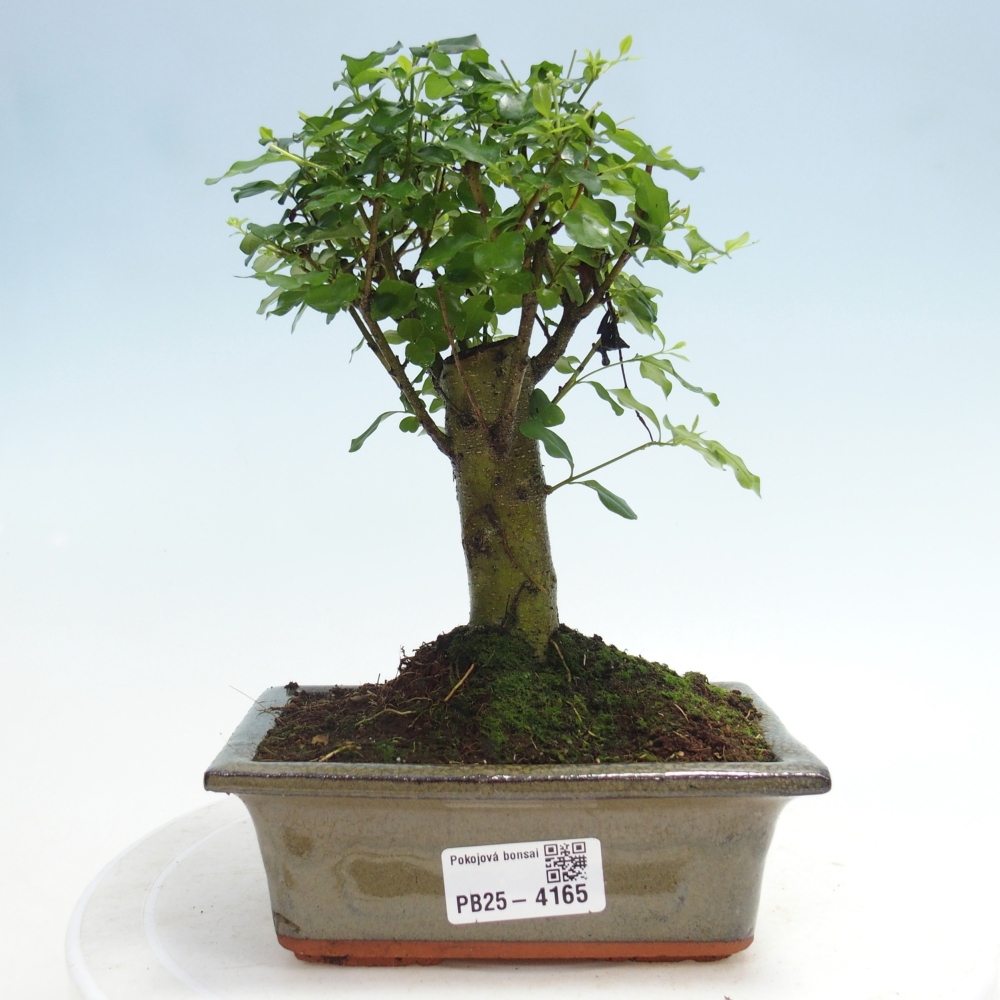 Pokojová bonsai -Ligustrum chinensis - Ptačí zob
