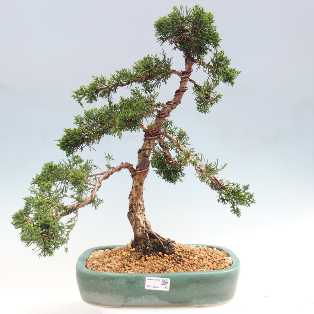 Venkovní bonsai - Juniperus chinensis Kishu -Jalovec čínský