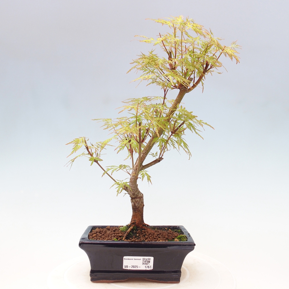 Venkovní bonsai - Acer palmatum Dissectum - Javor dlanitolistý 