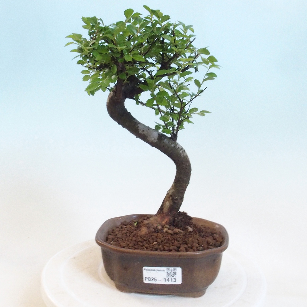 Pokojová bonsai-Malolistý jilm 