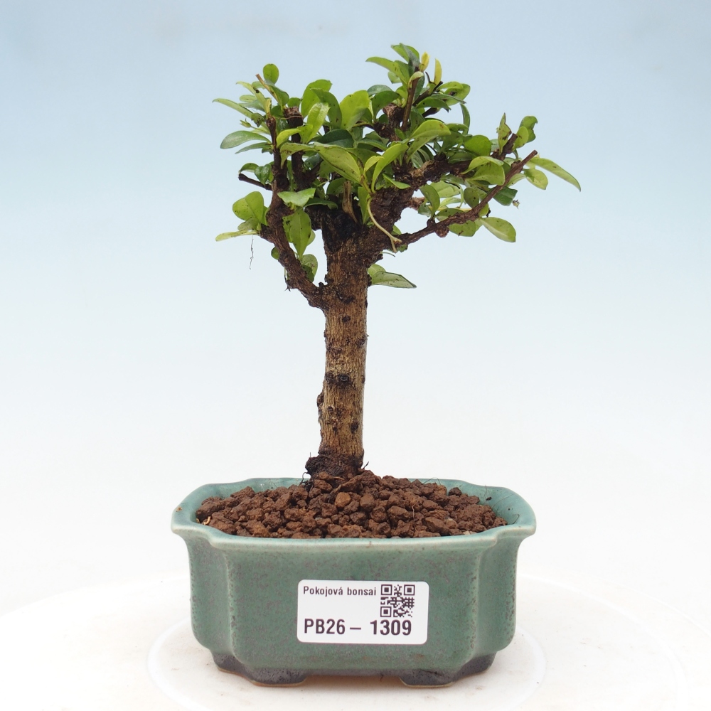 Pokojová bonsai - Carmona macrophylla - Čaj fuki