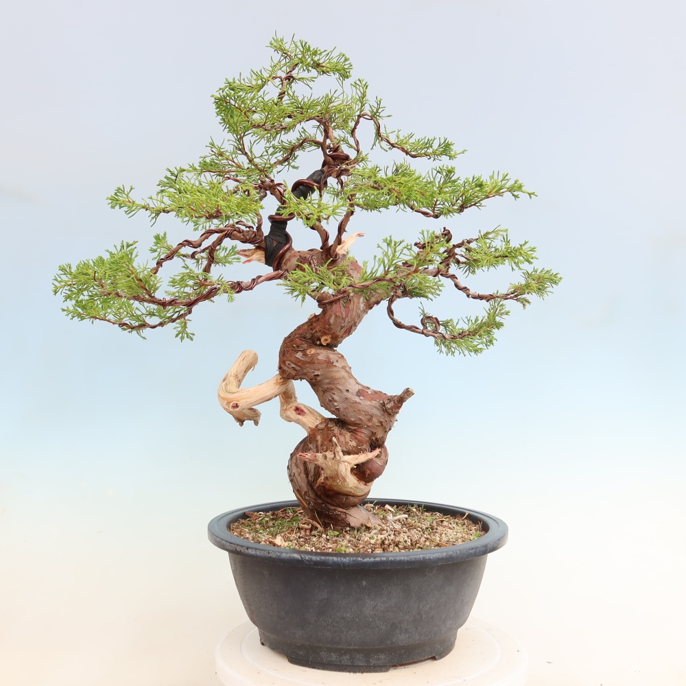 Venkovní bonsai - Juniperus chinensis Itoigawa-Jalovec čínský