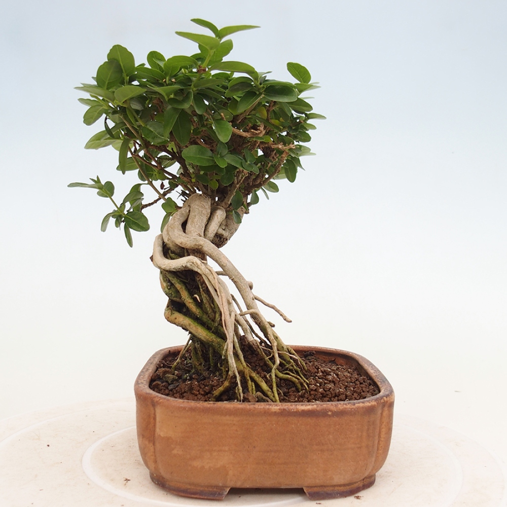 Pokojová bonsai - Premna serratifolia  - Kozlovoň malolistá