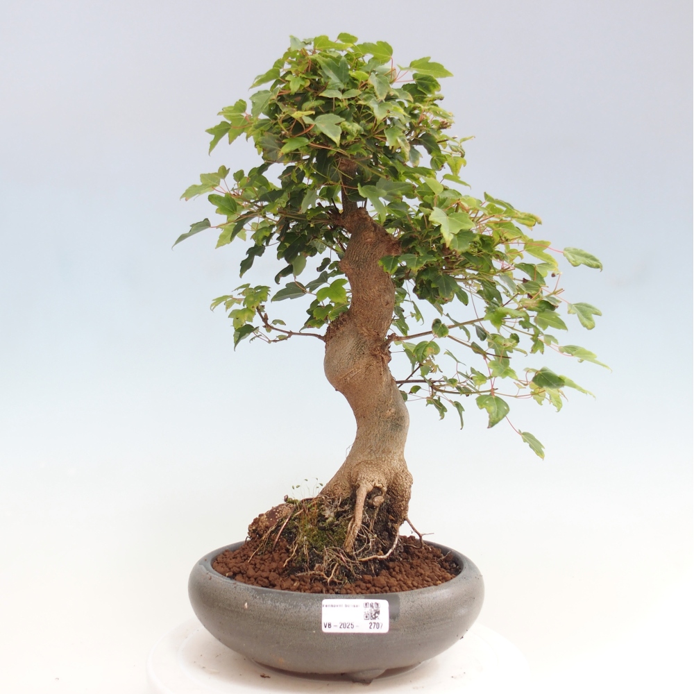 Venkovní bonsai - Acer Buergerianum - Javor Burgerův
