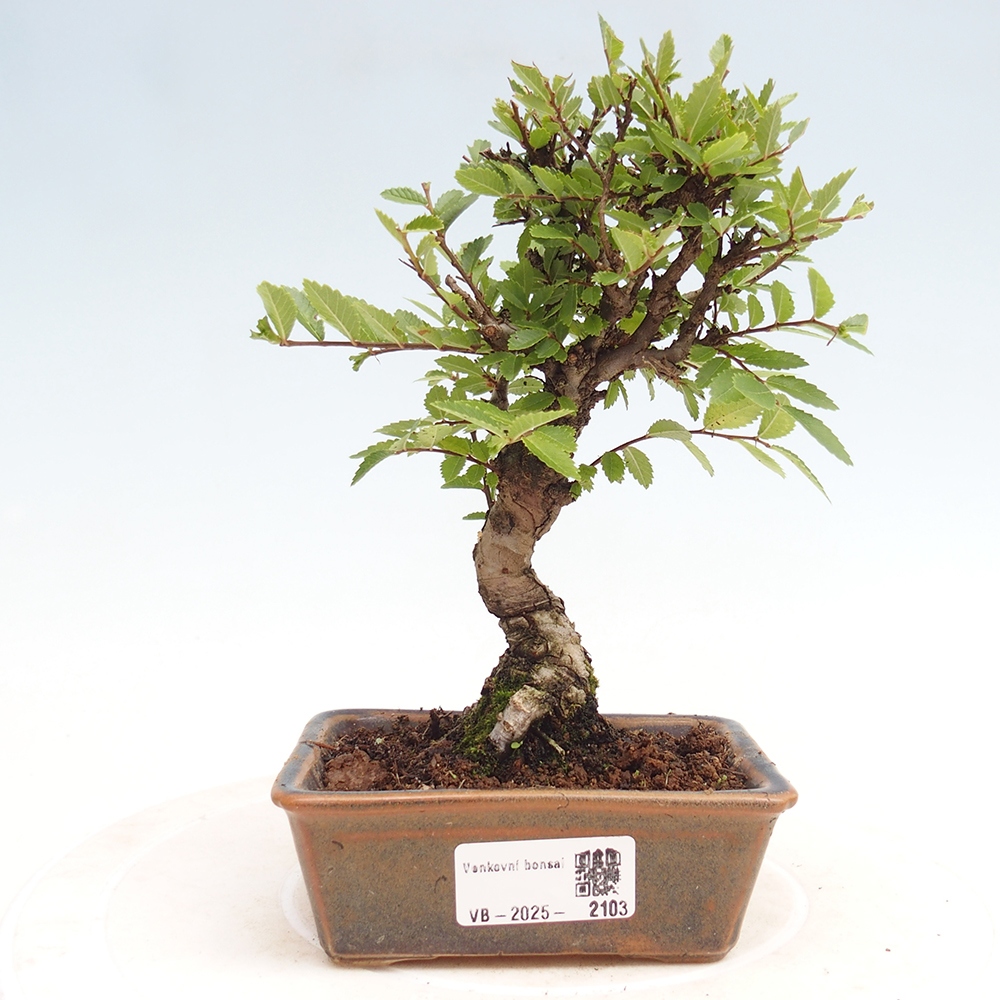 Venkovní bonsai - Zelkova - Zelkova NIRE
