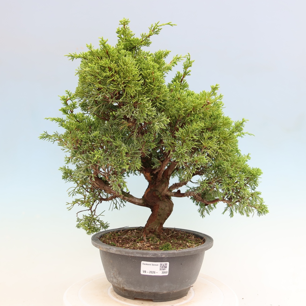 Venkovní bonsai - Juniperus chinensis Itoigawa-Jalovec čínský