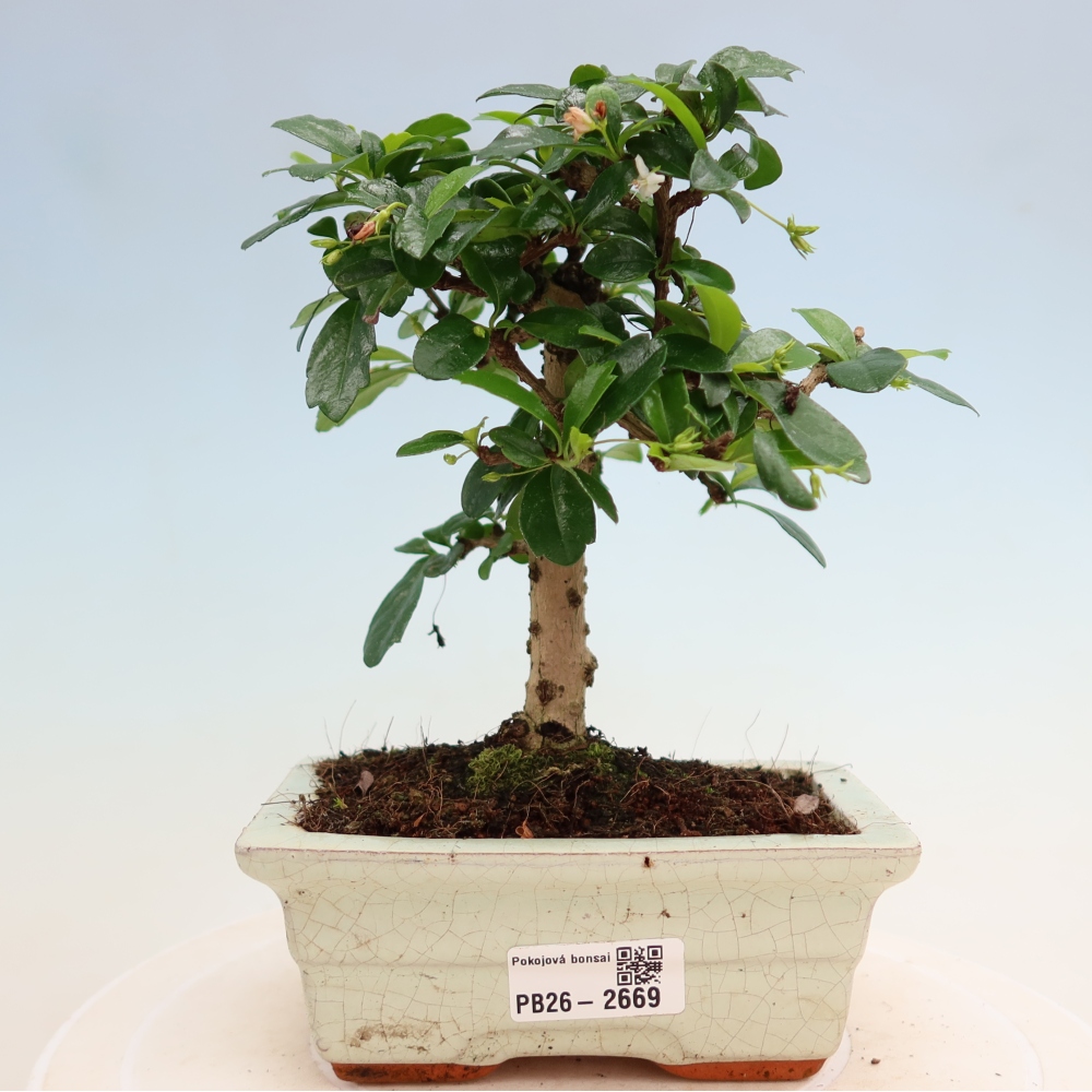 Pokojová bonsai - Carmona macrophylla - Čaj fuki