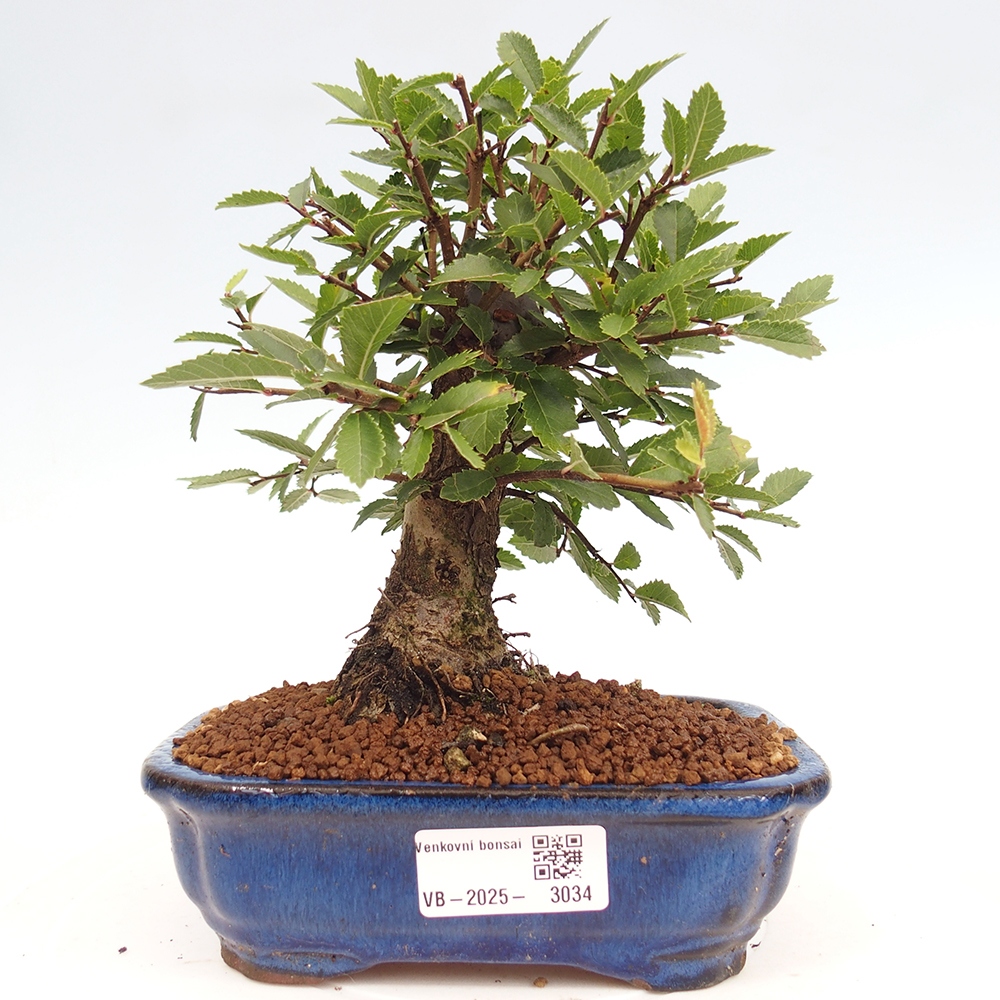 Venkovní bonsai - Zelkova - Zelkova NIRE