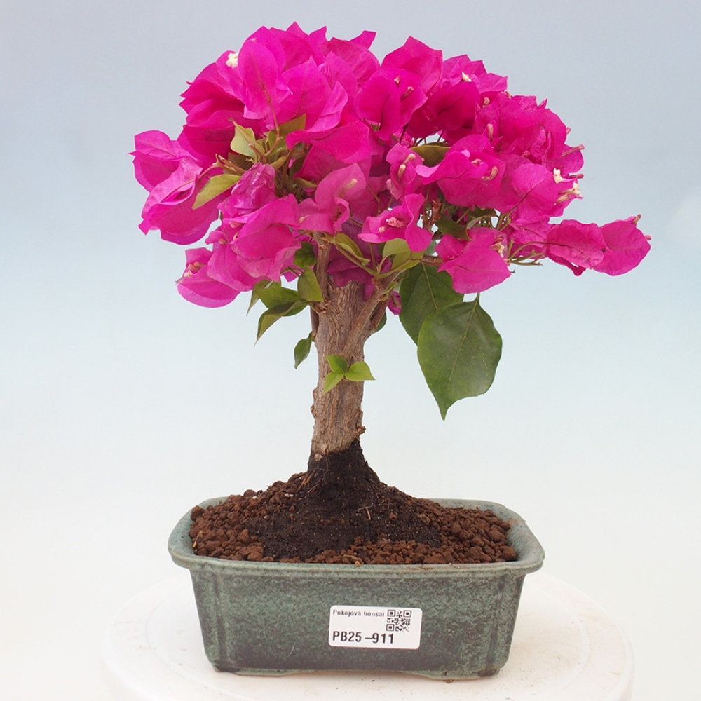 Pokojová bonsai - Bouganwilea