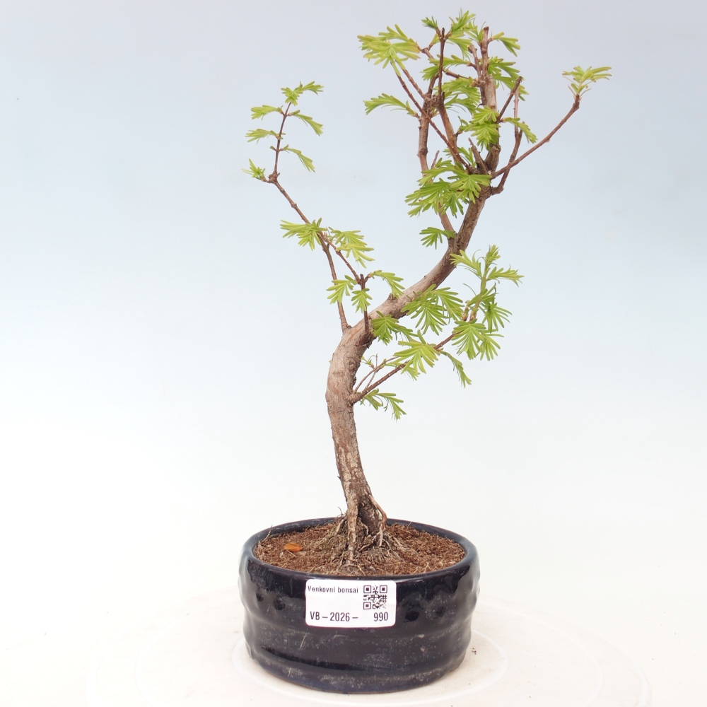 Venkovní bonsai - Metasequoia glyptostroboides - Metasekvoje čínská
