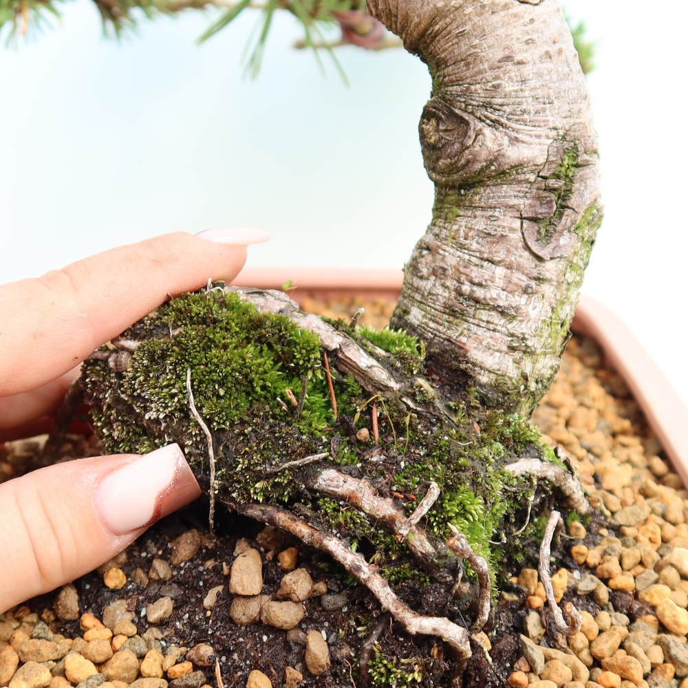 Venkovní bonsai - Pinus mugo Humpy  - Borovice kleč