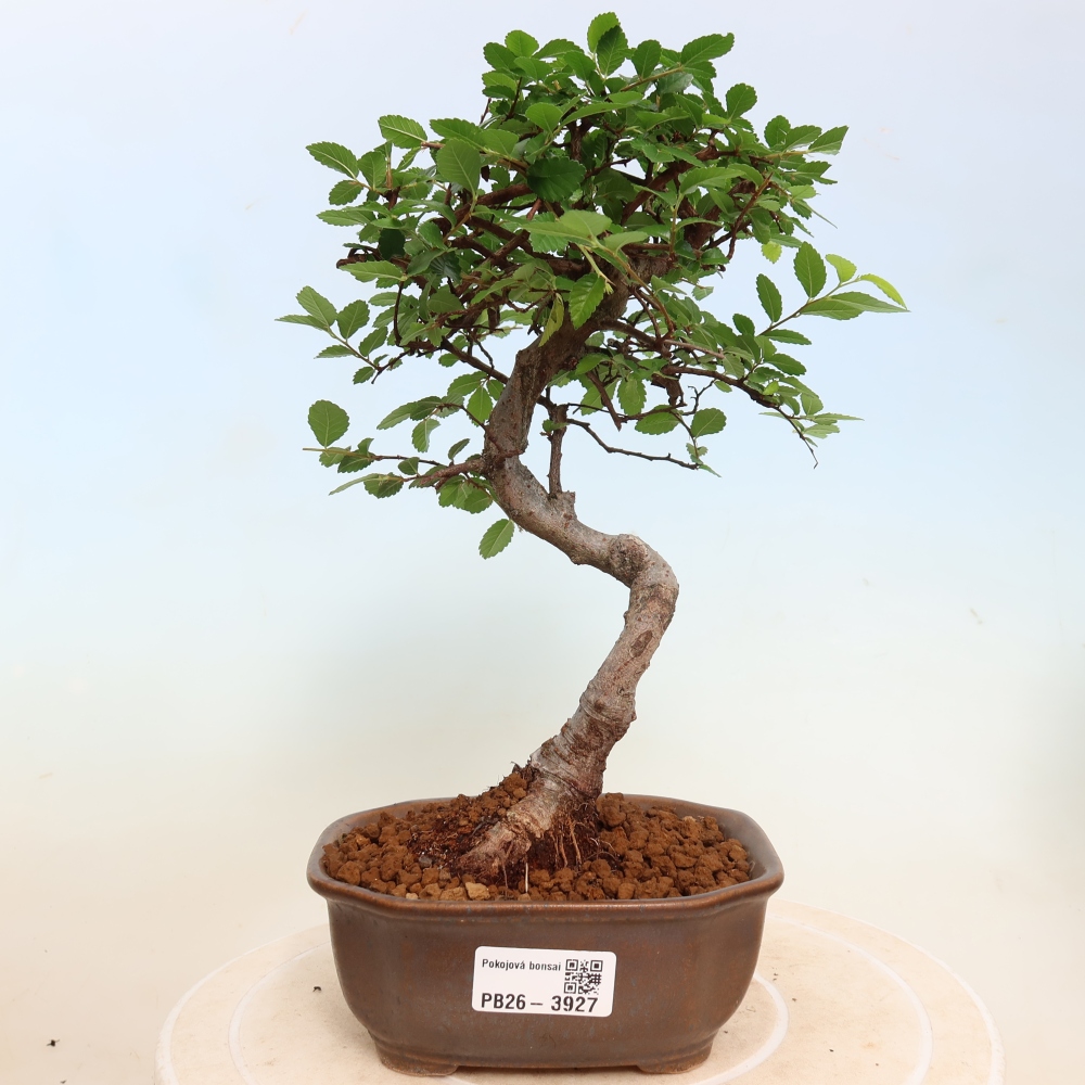 Pokojová bonsai - Ulmus parvifolia - Malolistý jilm