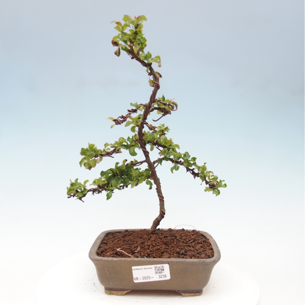 Venkovní bonsai - Chaneomeles s. Red Joy - Kdoulovec 