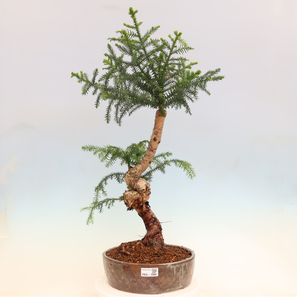 Pokojová bonsai - Araukarie - pokojový smrček