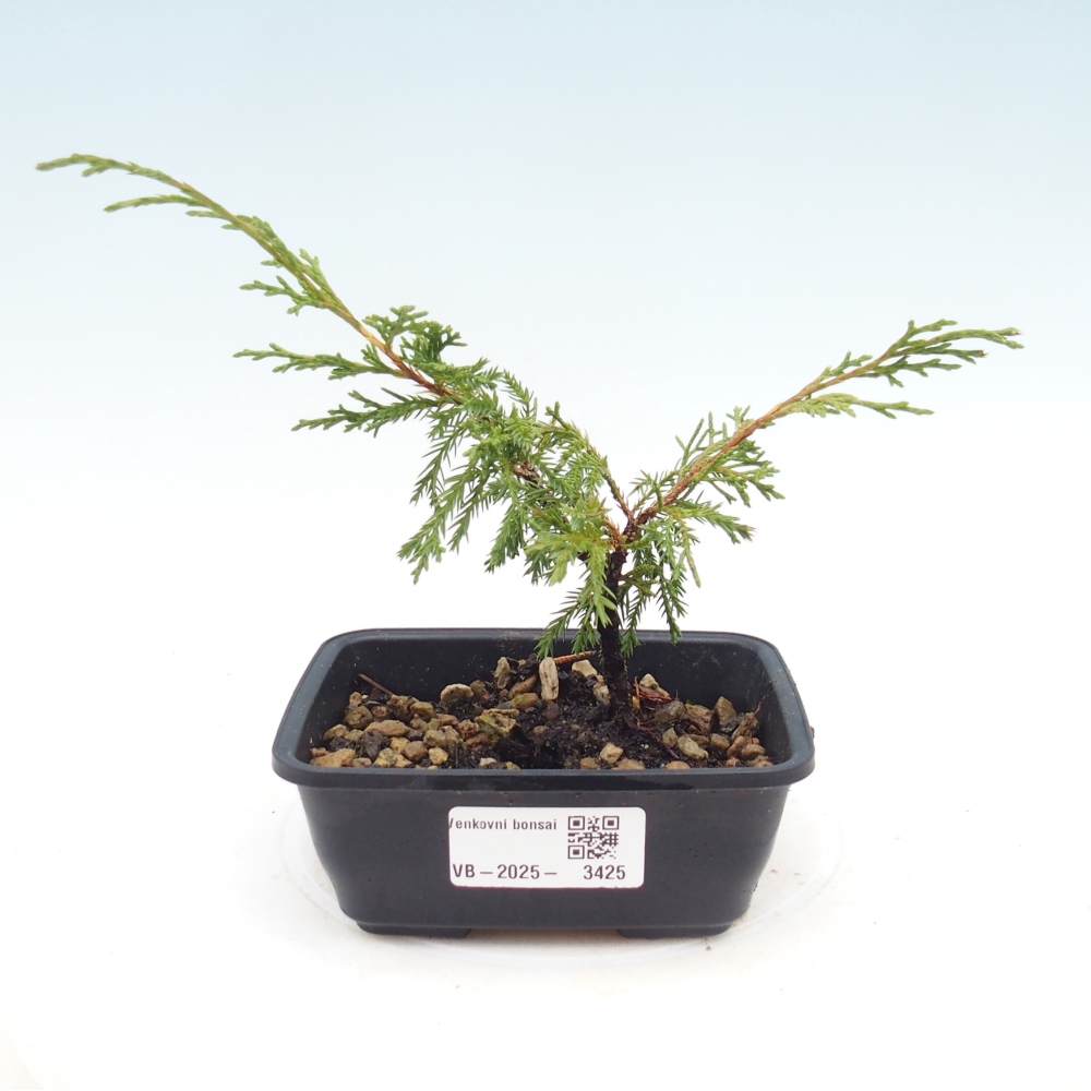 Venkovní bonsai - Juniperus chinensis Itoigawa -Jalovec čínský
