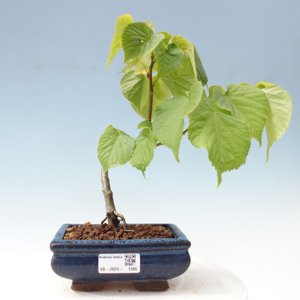 Venkovní bonsai - Lípa srdčitá - Tilia cordata