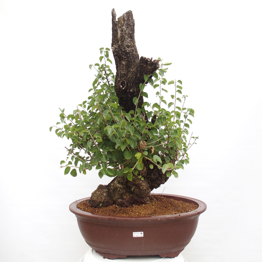 Venkovní bonsai - Mahalebka - Prunus mahaleb