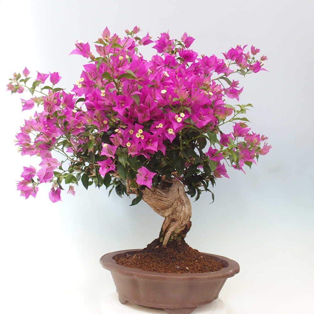 Pokojová bonsai - Bouganwilea