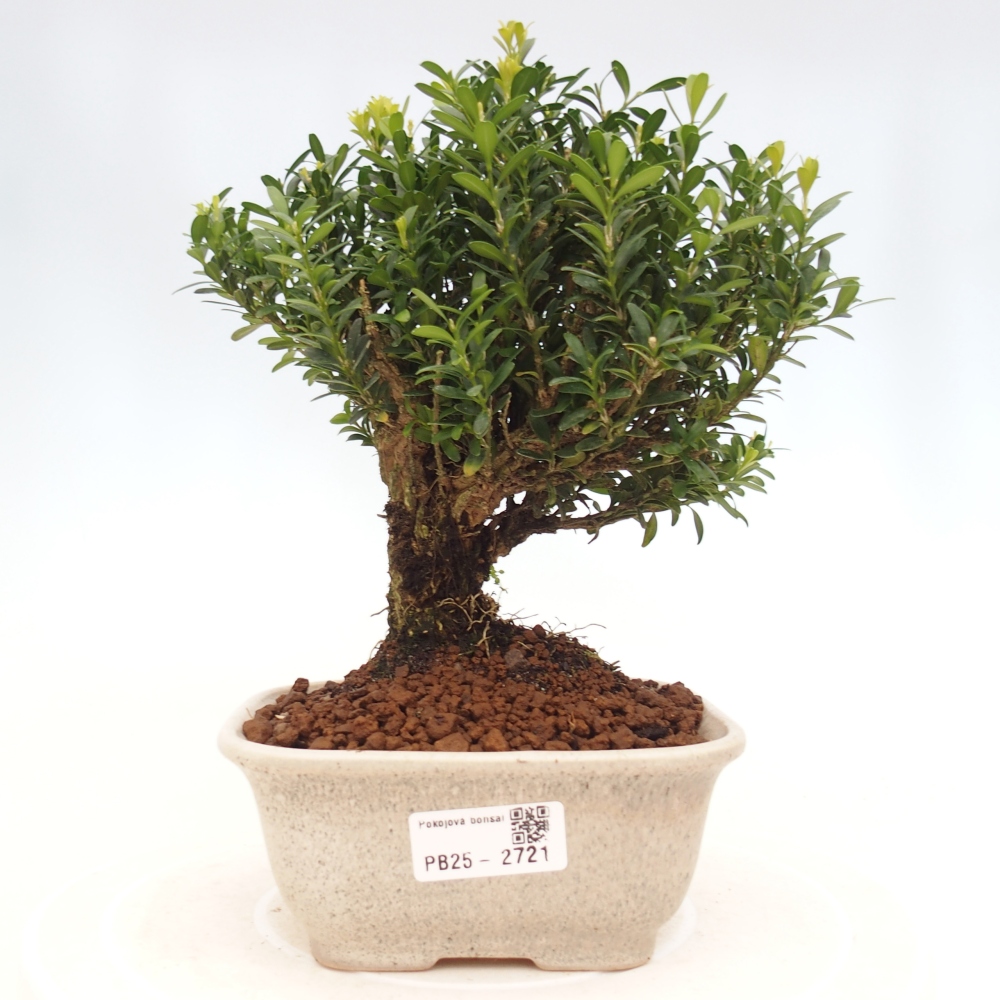 Pokojová bonsai - Buxus harlandii - korkový buxus
