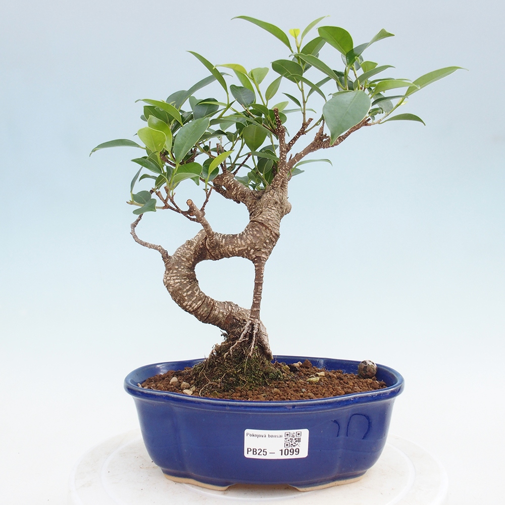 Pokojová bonsai - Ficus retusa -  malolistý fíkus