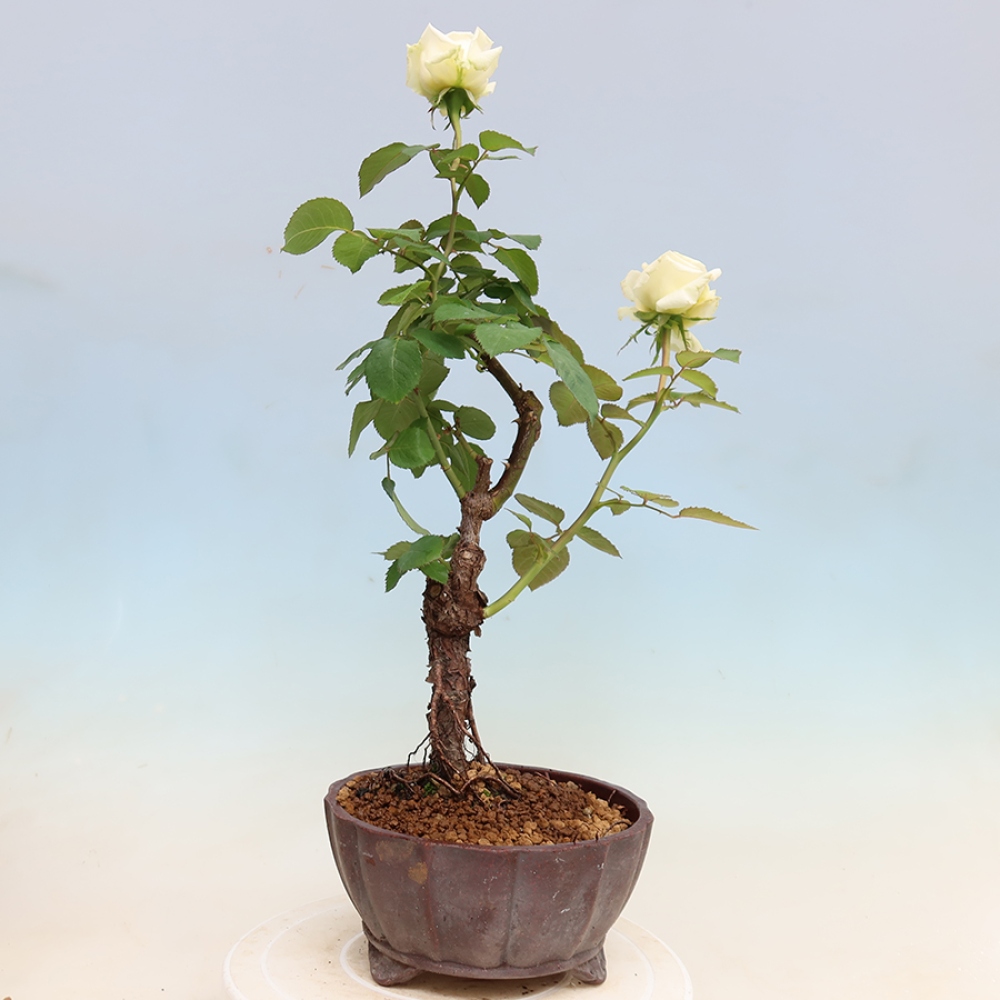 Venkovní bonsai - Rosa Kordes -  růže