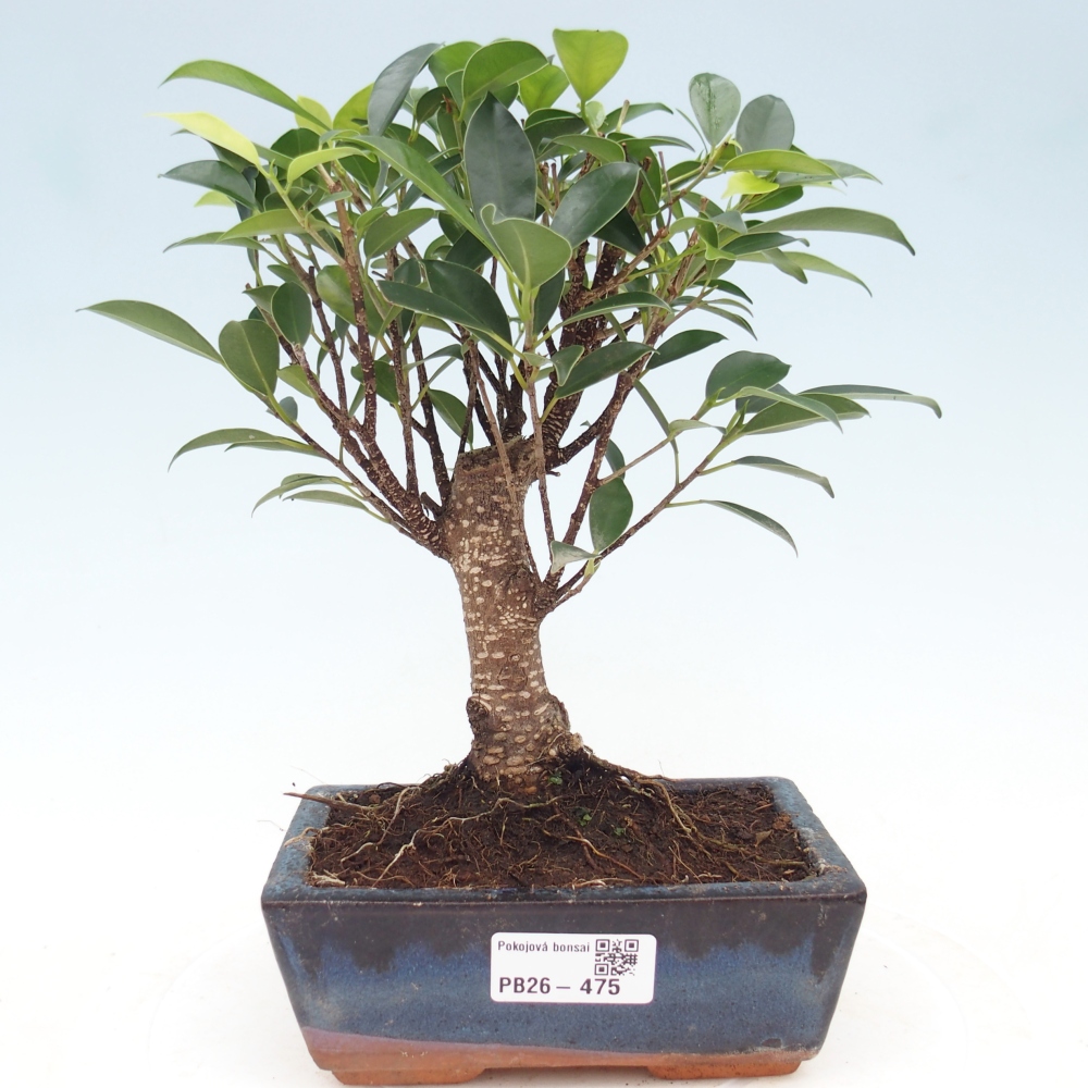 Pokojová bonsai - Ficus retusa -  malolistý fíkus