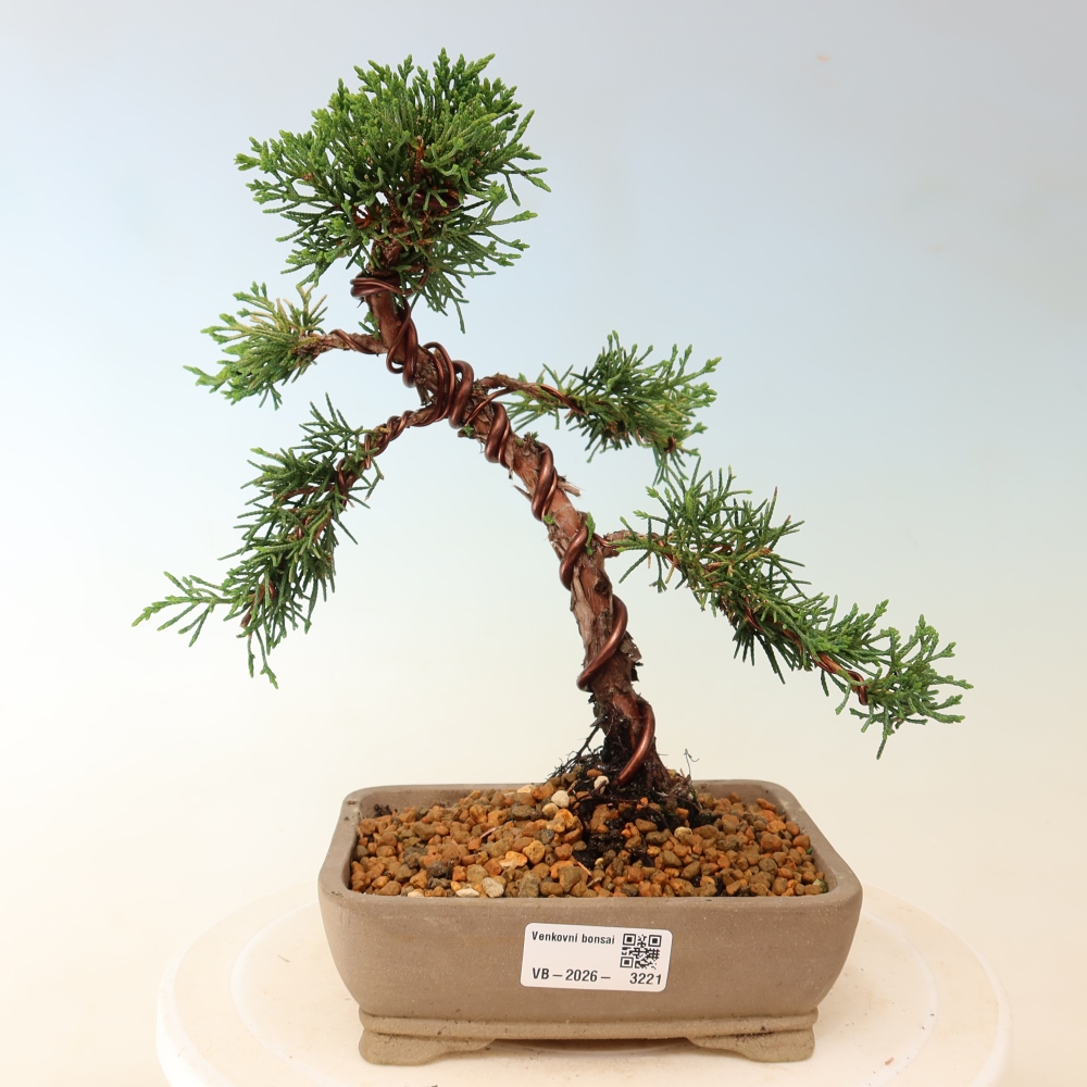 Venkovní bonsai - Juniperus chinensis Kishu -Jalovec čínský