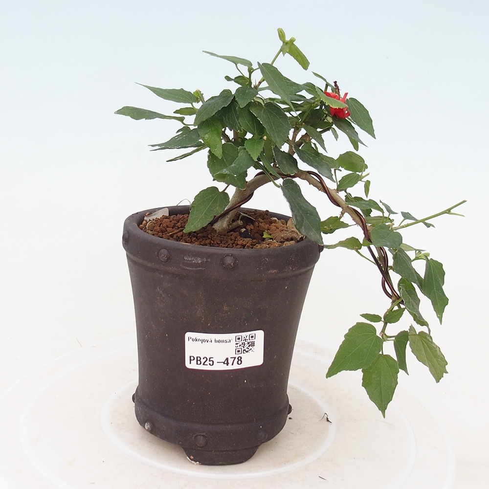 Pokojová bonsai - Malvaviscus arboreus - ibiškovec dřevnatý