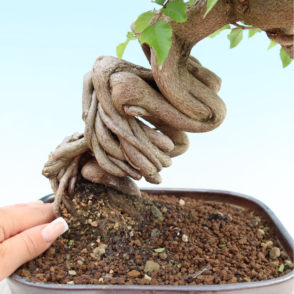 Venkovní bonsai -Carpinus Coreana - Habr korejský