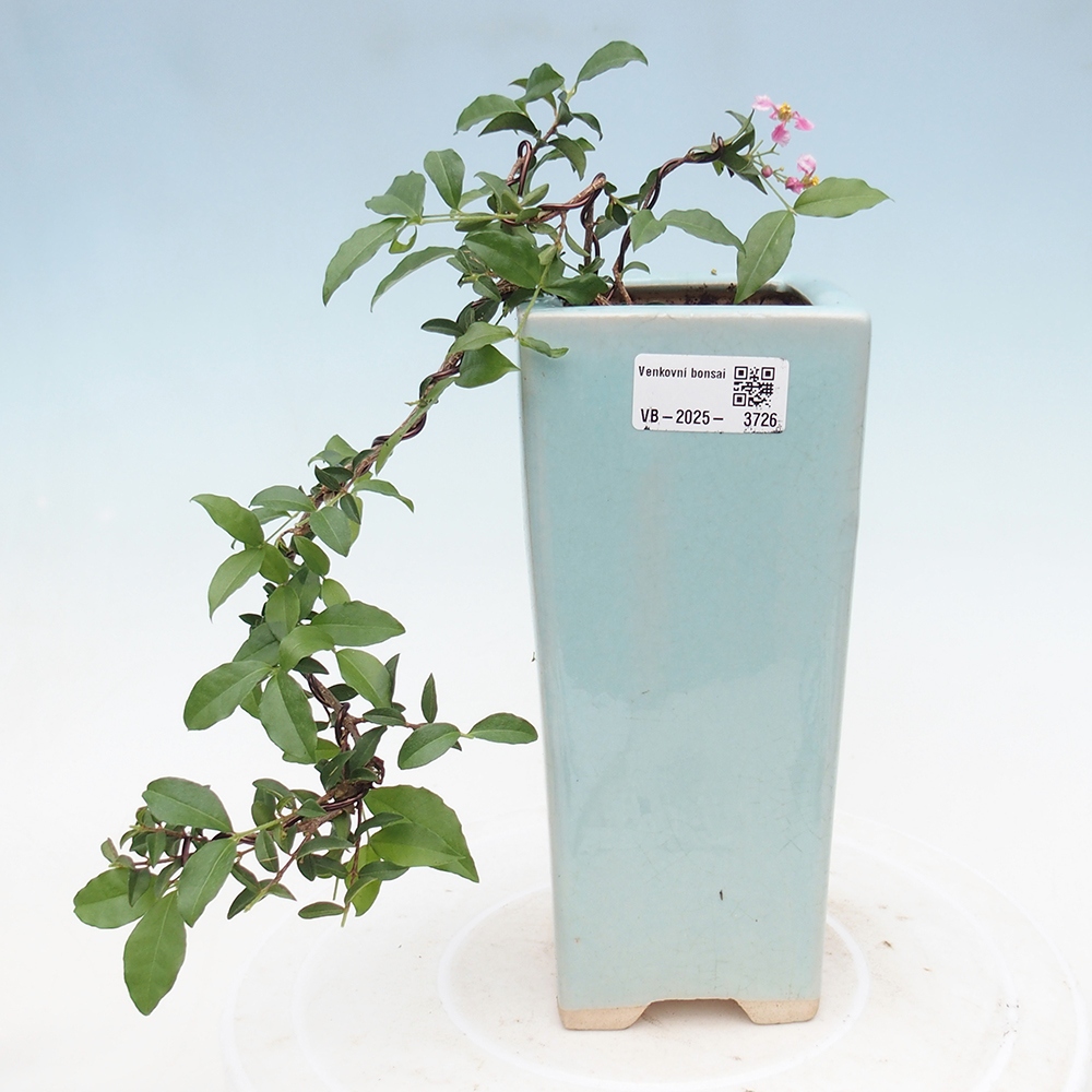 Pokojová bonsai - Malpighia coccigera- Barbdorská třešeň