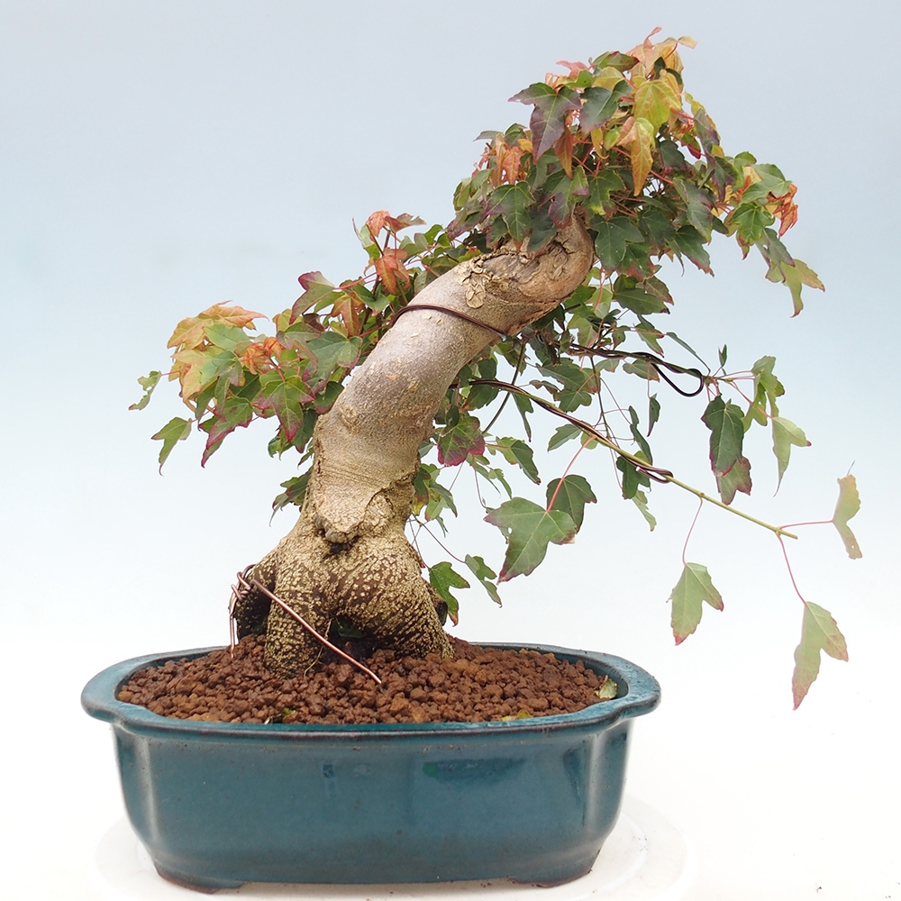 Venkovní bonsai - Acer Buergerianum - Javor Burgerův