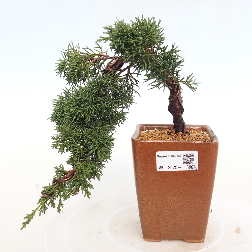 Venkovní bonsai - Juniperus chinensis Kishu -Jalovec čínský