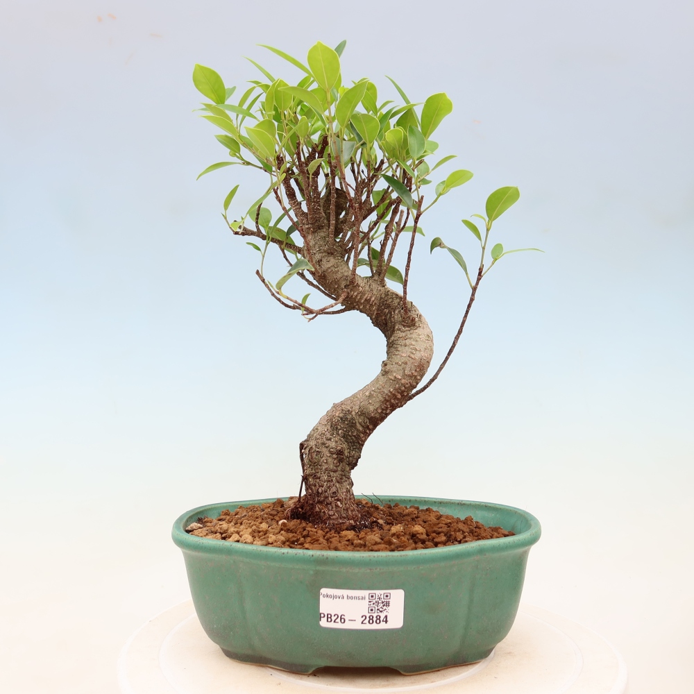 Pokojová bonsai - Ficus kimmen -  malolistý fíkus