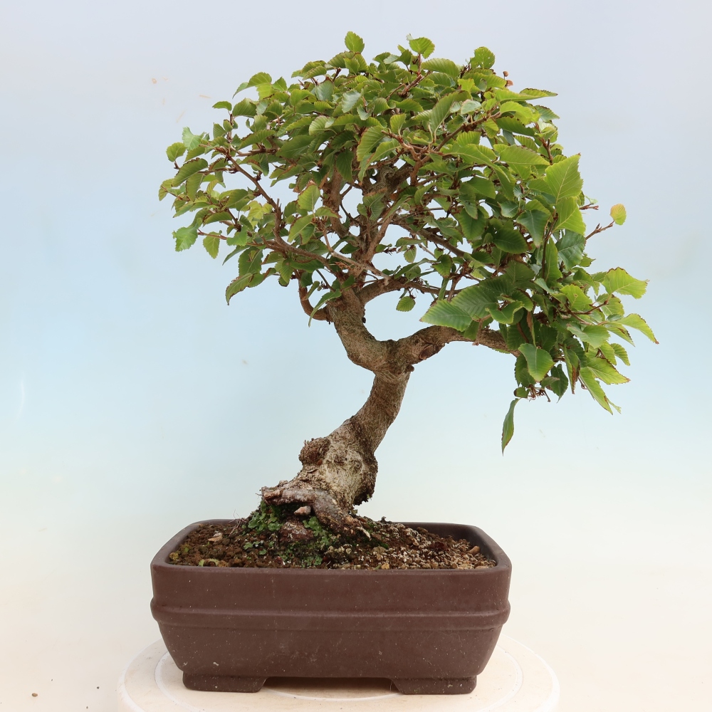 Venkovní bonsai -Carpinus CARPINOIDES - Habr korejský