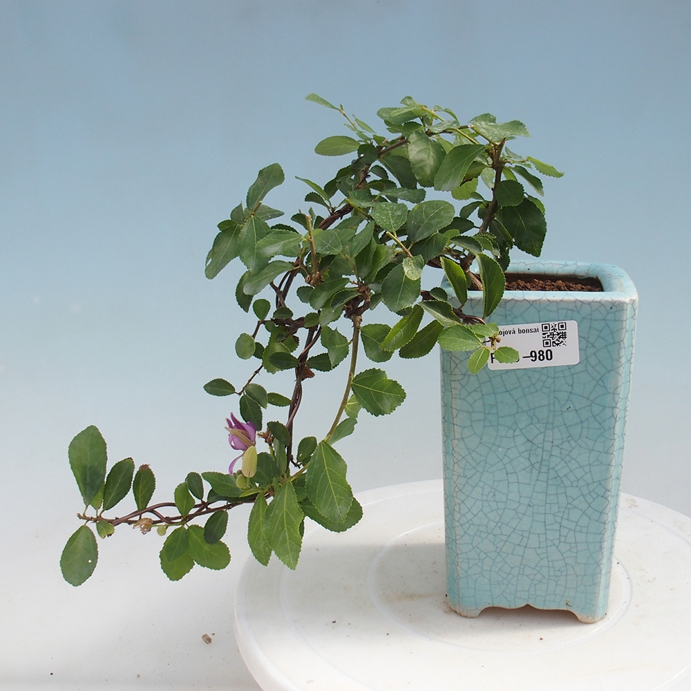 Pokojová bonsai - Grewia occidentalis - Hvězdice levandulová
