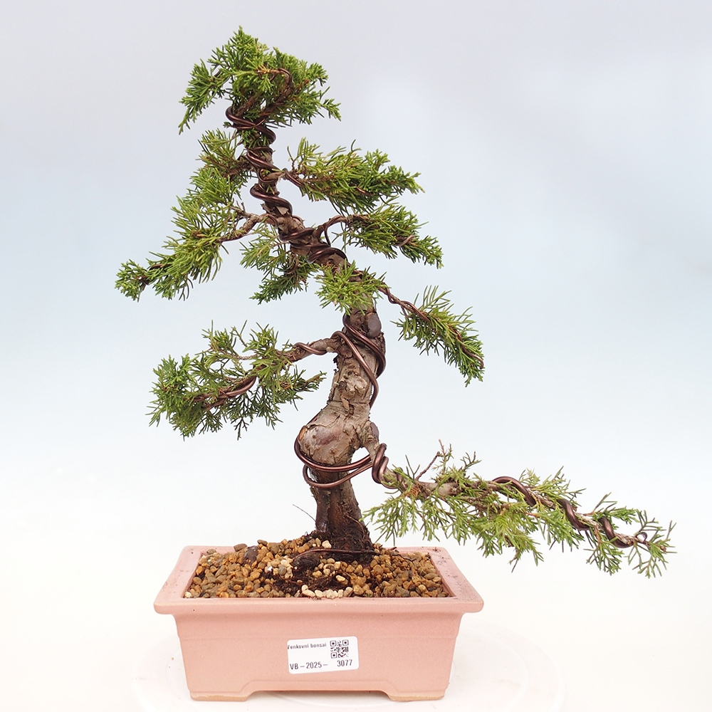 Venkovní bonsai - Juniperus chinensis Itoigawa -Jalovec čínský