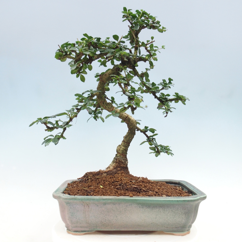 Pokojová bonsai - Carmona macrophylla - Čaj fuki