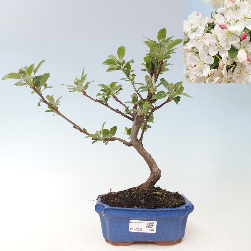 Venkovní bonsai -Malus halliana - Maloplodá jabloň