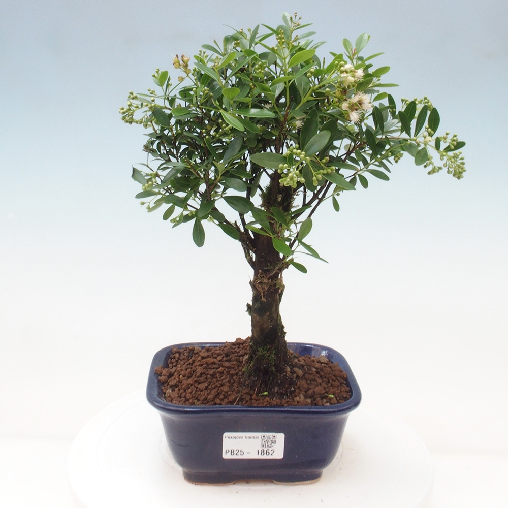 Pokojová bonsai - Syzygium - Pimentovník