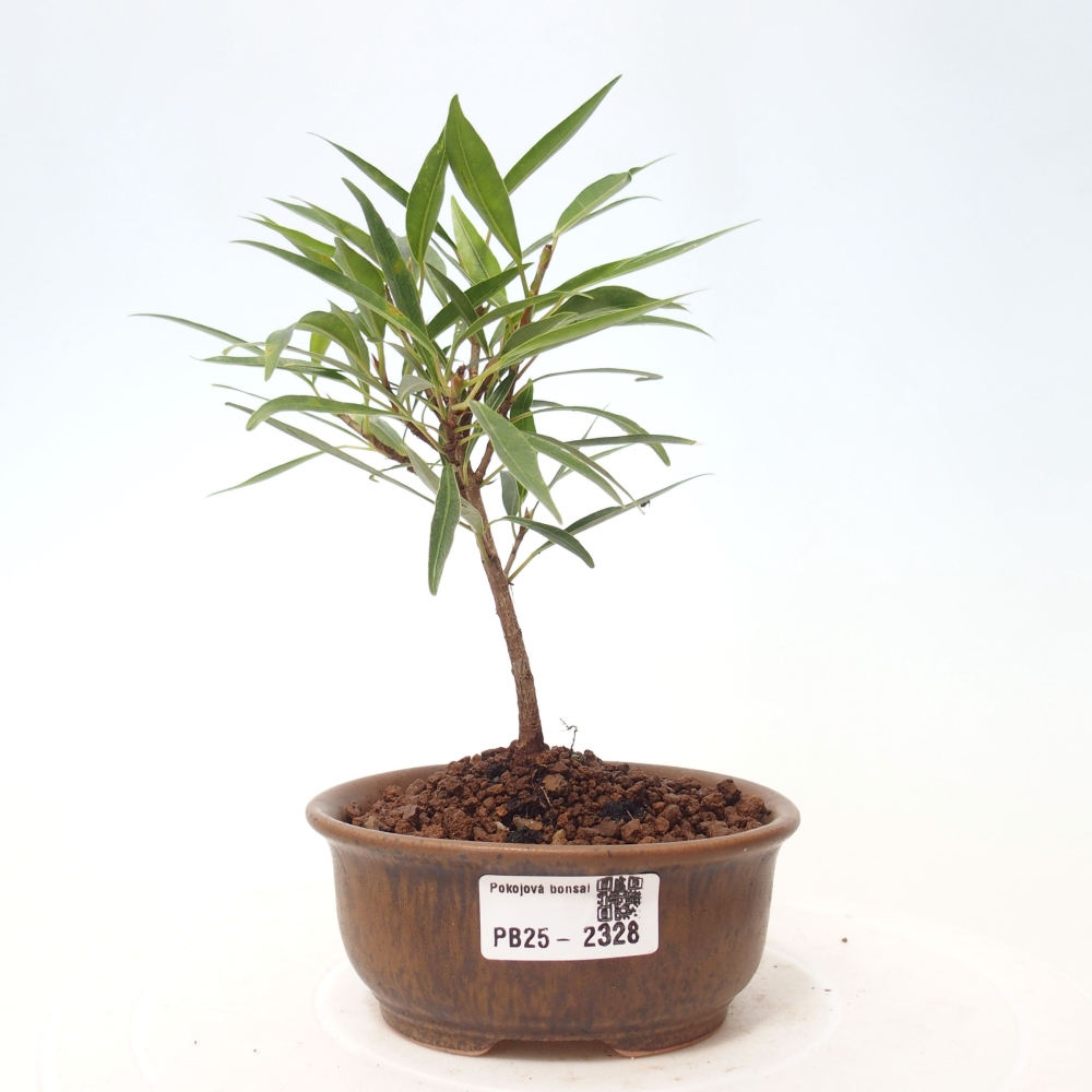 Pokojová bonsai - Ficus nerifolia -  malolistý fíkus