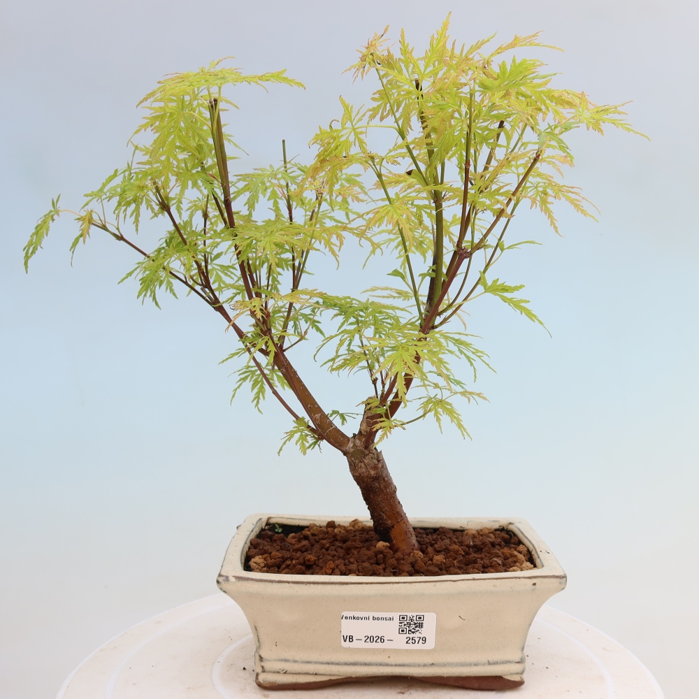 Venkovní bonsai - Acer palmatum Dissectum - Javor dlanitolistý 