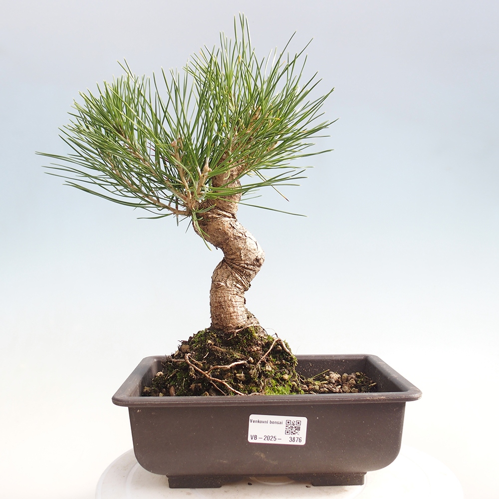 Venkovní bonsai - Pinus thunbergii - Borovice thunbergova