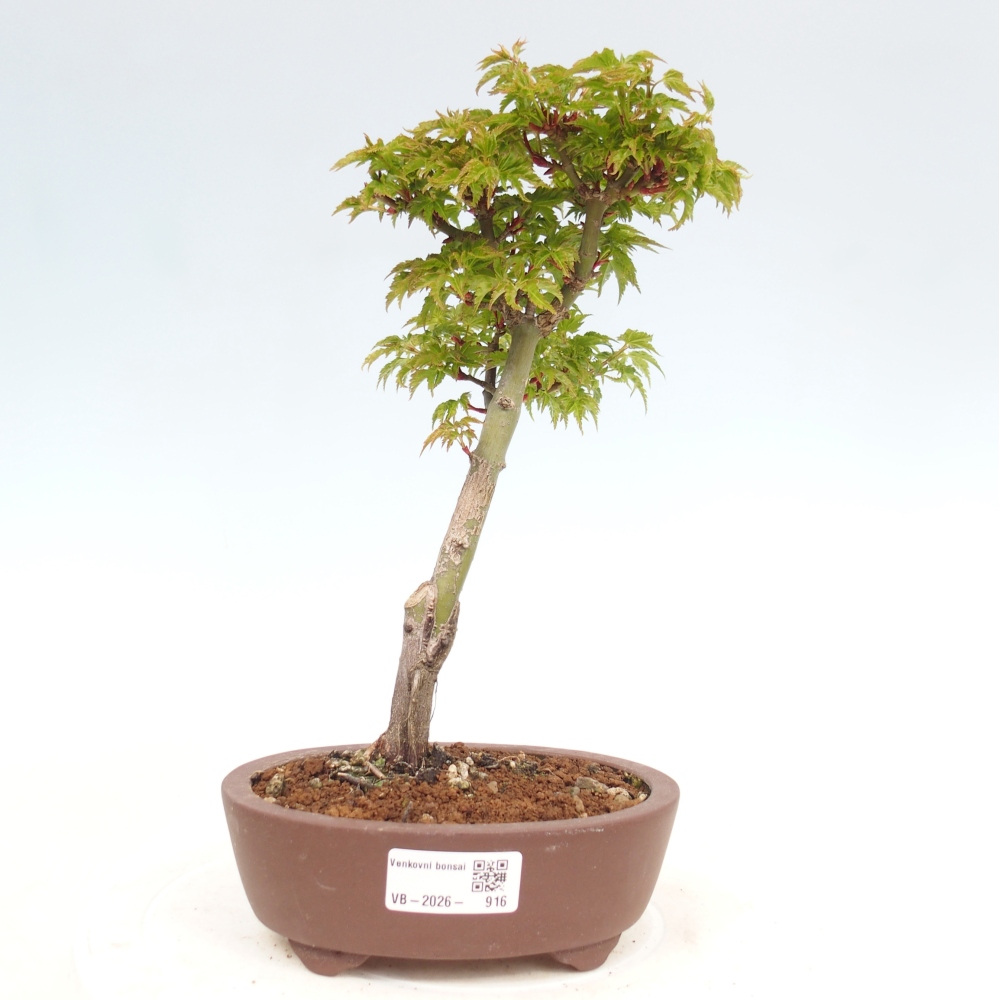 Venkovní bonsai -Javor dlanitolistý Acer palmatum Shishigashira