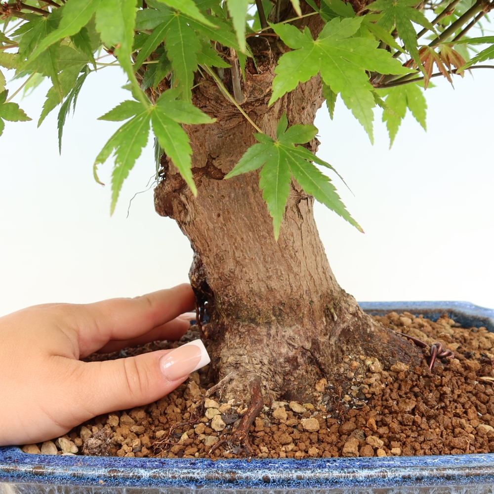 Venkovní bonsai - Javor Burgerův - Acer Burgerianum 