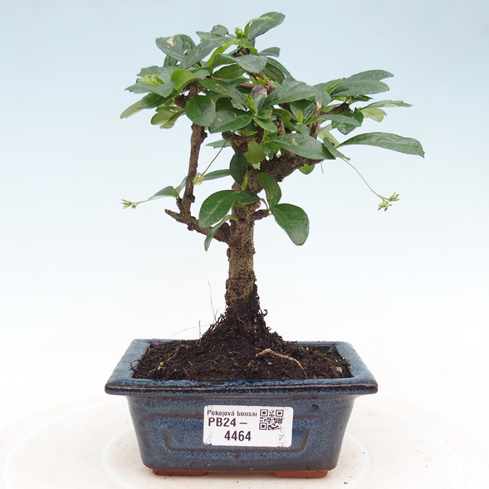 Pokojová bonsai - Carmona macrophylla - Čaj fuki