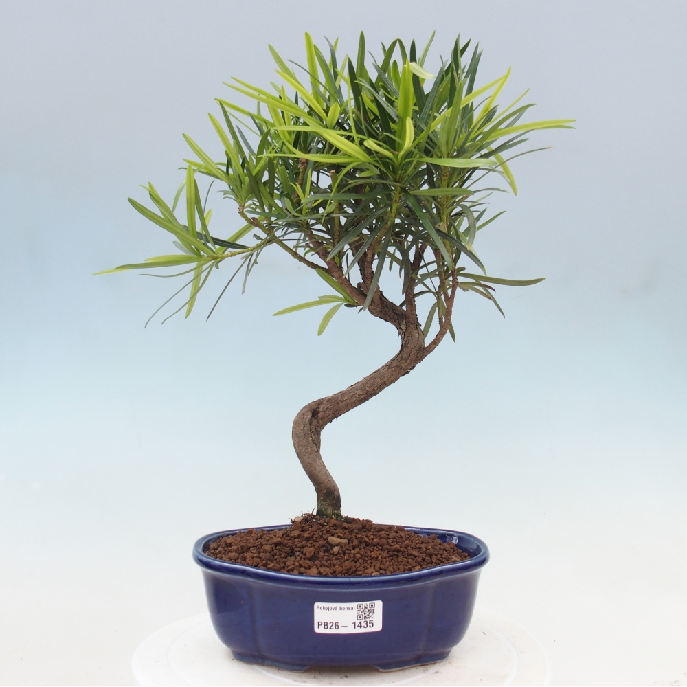 Pokojová bonsai - Podocarpus - Kamenný tis