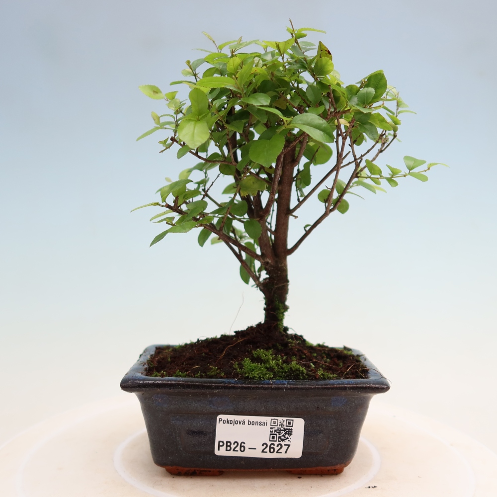 Pokojová bonsai - Sagerécie thea - Sagerécie thea