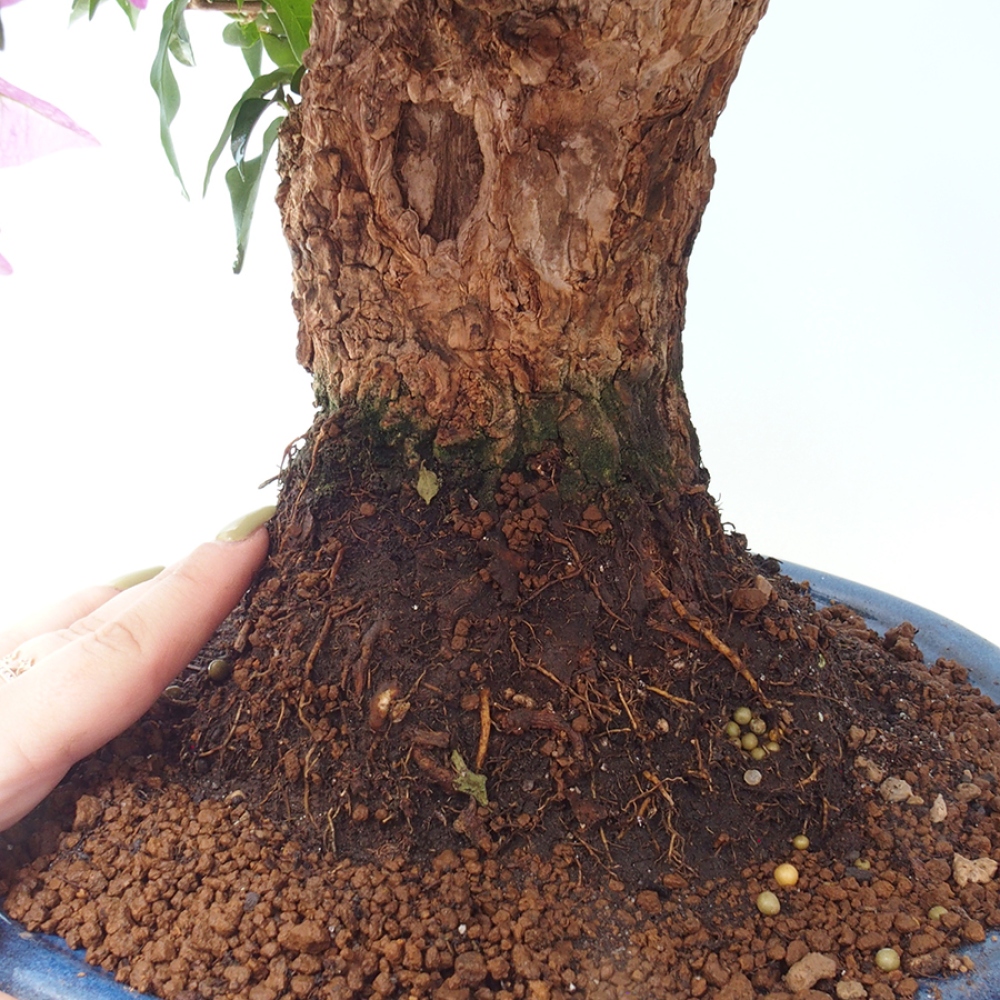 Pokojová bonsai - Bouganwilea